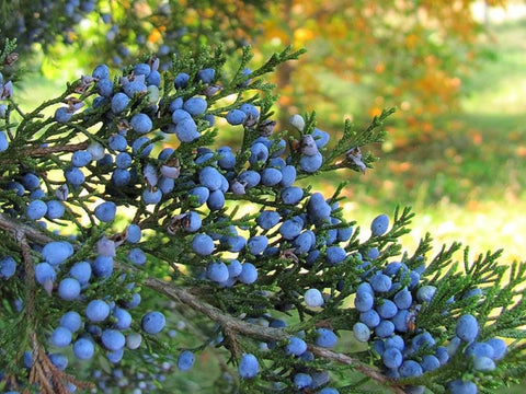Cedar berries - dried