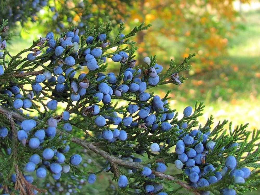 Cedar Berries - Dried